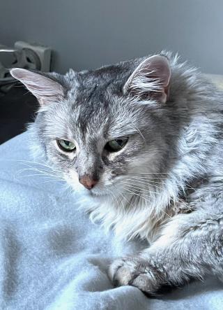 Vétérinaire Docteurs Fournaise et Patiny SELARL 1