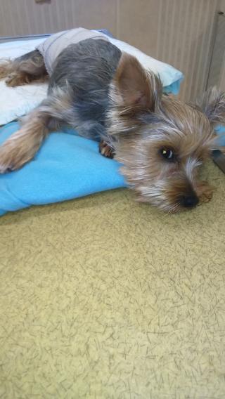 Vétérinaire Clinique Vétérinaire Planzi-Hervy-Gouvernet 0