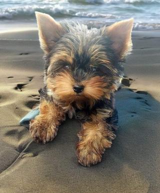 Vétérinaire Goullet Pierre 1