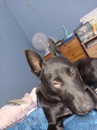 Vétérinaire Clinique vétérinaire la Tramontane 2