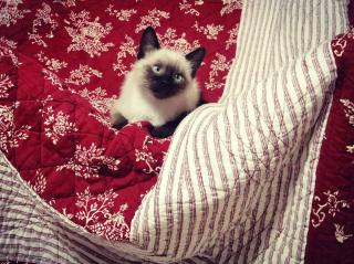 Vétérinaire Clinique Vétérinaire Lazare Carnot 0