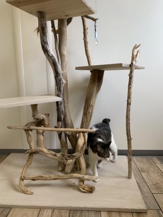 Vétérinaire ADHOCVET - clinique vétérinaire 2