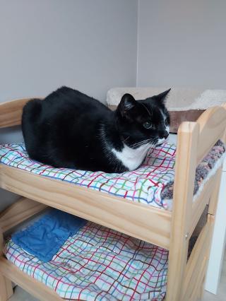 Vétérinaire Au Relais Chat'Ô 0