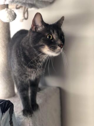 Vétérinaire Au Domaine de Roïka 0