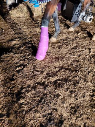 Vétérinaire CIRMA Centre d'Imagerie pour Animaux 0