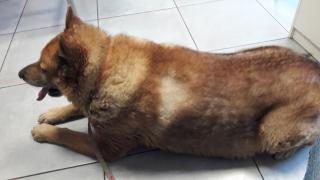 Vétérinaire Clinique vétérinaire Univet Rive de gier les acacias 0