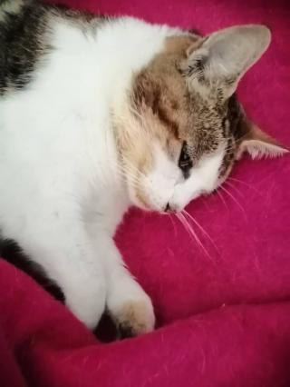 Vétérinaire GIORNI Elisabetta - CLINIQUE VETERINAIRE MONTLUCON 0