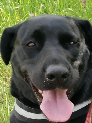 Vétérinaire Clinique Vétérinaire d'Aunis 0