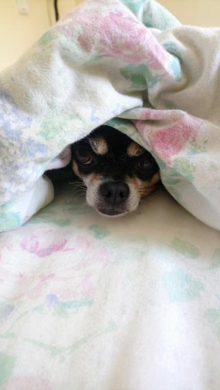 Vétérinaire Gouriou Mélanie 0