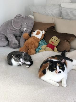 Vétérinaire Gouriou Mélanie 0