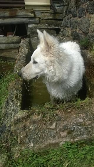 Vétérinaire AV3S - Clinique Vétérinaire du Bosquet -Dr Arnal - Dr Lafon - Dr Rey 0