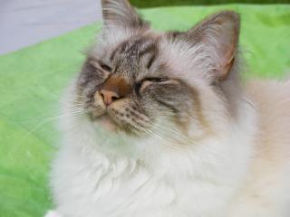 Vétérinaire Clinique vétérinaire des Docteurs Le Fol Renard et Dhenain et Rolet 2