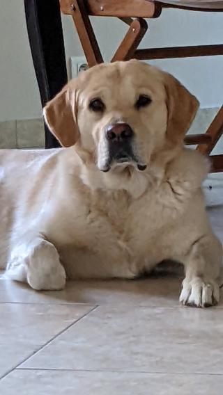 Vétérinaire Feugeas Fabrice 2