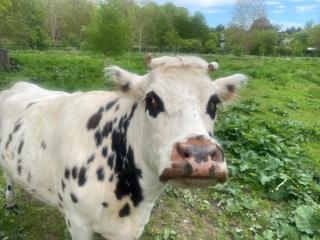 Vétérinaire Cabinet Vétérinaire du Monceau 0