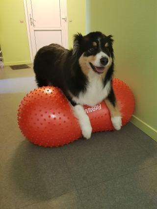 Vétérinaire Clinique Vétérinaire Argos 0
