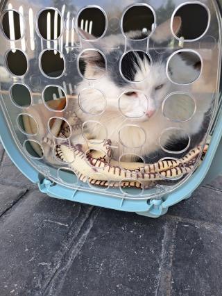 Vétérinaire Clinique vétérinaire Impériale Baillargues 0