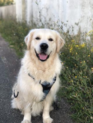Vétérinaire Clinique Vétérinaire Saint Fiacre 1