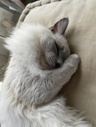 Vétérinaire Clinique Vétérinaire Saint Fiacre 2