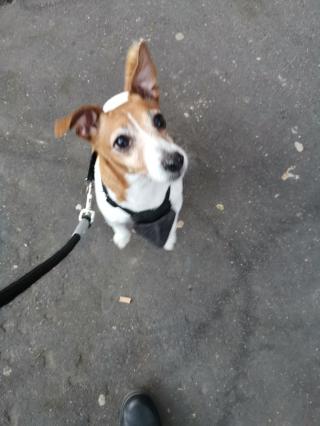 Vétérinaire Longy Cyrille 0