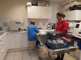 Vétérinaire Clinique vétérinaire Ille et Vet Rennes 0