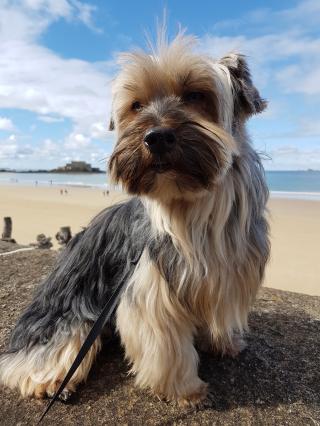 Vétérinaire Vetovie Cesson- Sévigné 1