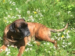 Vétérinaire Clinique Vétérinaire de l’Avenue 0