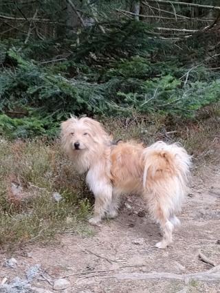 Vétérinaire Cabinet Vétérinaire M'VET Marlhes 1