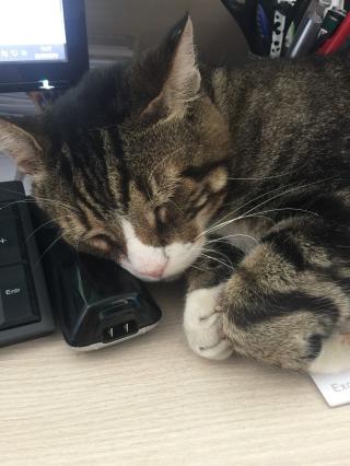 Vétérinaire Clinique Vétérinaire des 3 Pignes 0