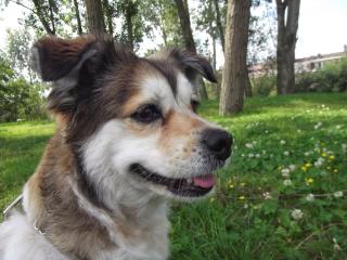 Vétérinaire Clinique Vétérinaire Saint Roch 0