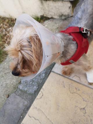 Vétérinaire Vétérinaire Port Aviation Vet 0