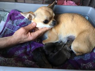 Vétérinaire Clinique Vétérinaire Gaillacoise VEGA (Drs Raffi Viard Adée Garcia Cornil De Zan) 0