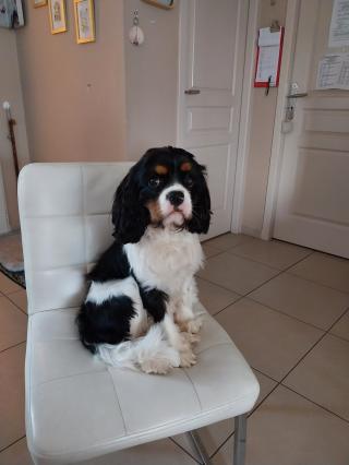 Vétérinaire Clinique Vétérinaire Saint-Exupéry (Label CAT FRIENDLY CLINIC) 0