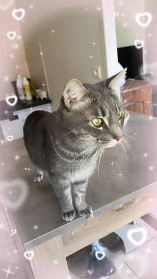 Vétérinaire Clinique vétérinaire de l'Amiral 0