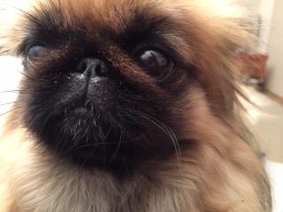 Vétérinaire Clinique Michel Baron 1