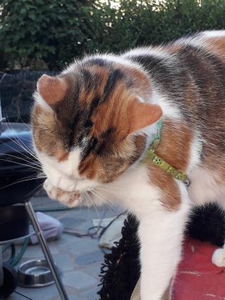 Vétérinaire Clinique Vétérinaire des Docteurs Imbert et Ferreira 0