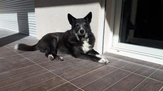 Vétérinaire Clinique vétérinaire du Docteur VALLE 0