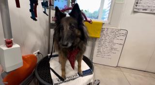 Vétérinaire ReeduCat & Dog Dr Hélène Fugier 2