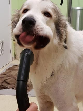 Vétérinaire ReeduCat & Dog Dr Hélène Fugier 0