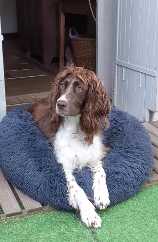 Vétérinaire Clinique Vétérinaire de l'Estuaire 2