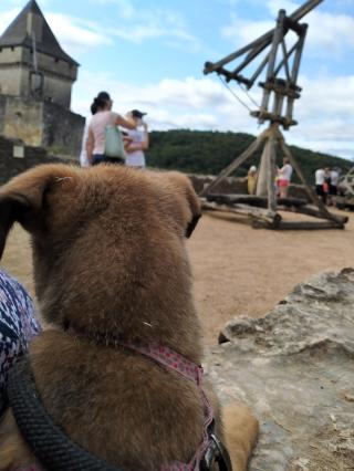 Vétérinaire SCP CLAISE NGUYEN HORGUE-ALBERT 2