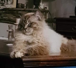 Vétérinaire Clinique vétérinaire de la Butte 0