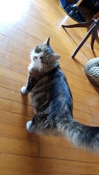 Vétérinaire Christophe-Zapata Valérie 1