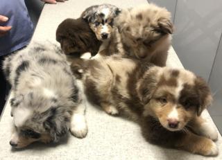 Vétérinaire Clinique Vétérinaire Pasteur-Docteur Lamboy 0