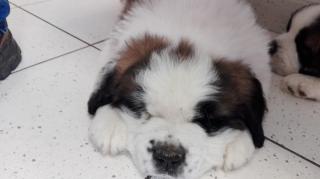 Vétérinaire Clinique vétérinaire des Abers 0