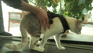 Vétérinaire VETOKINESIS 0