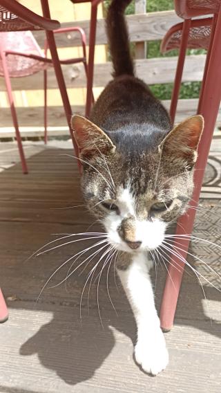 Vétérinaire la maison douce 2