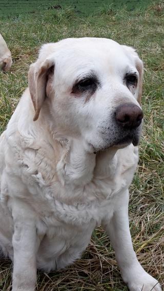 Vétérinaire Clinique Vétérinaire des Ménétriers 1