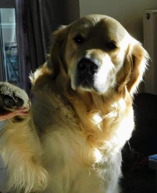 Vétérinaire Labadie Mathieu 1