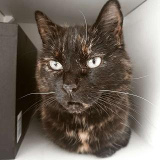 Vétérinaire Brun Nicolas 1