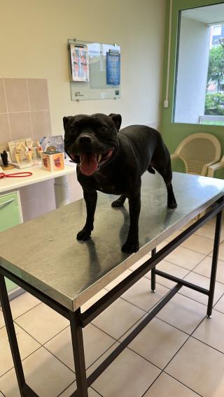 Vétérinaire Brun Nicolas 0